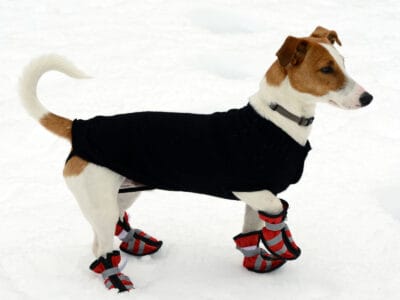 A The Best Dog Shoes For Winter for 2022—Reviewed and Ranked
