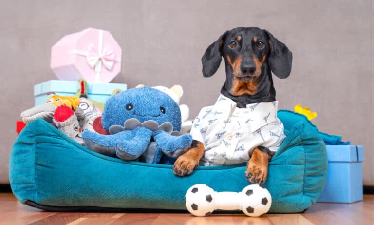 dog toy box