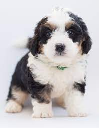 Cavachon puppy