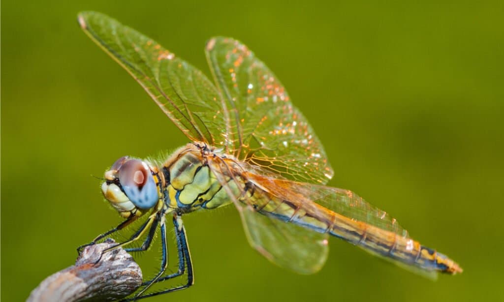 dragonfly vs butterfly