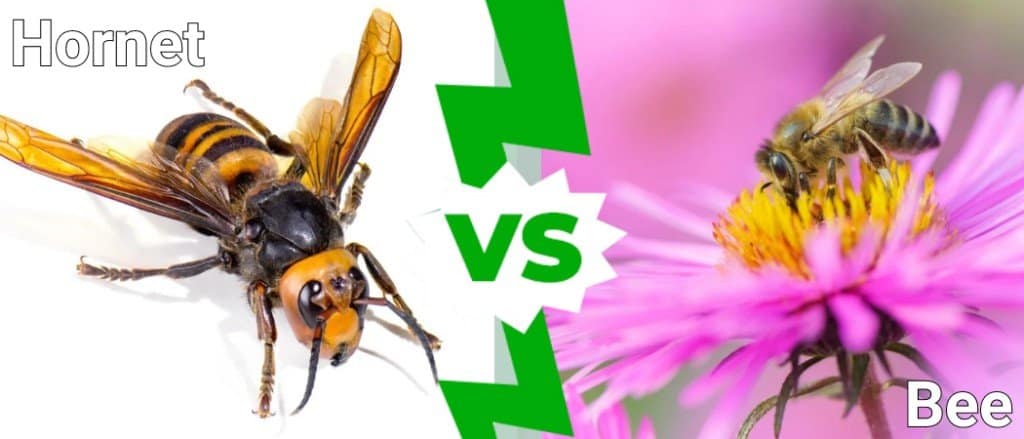 difference between hornet and bee