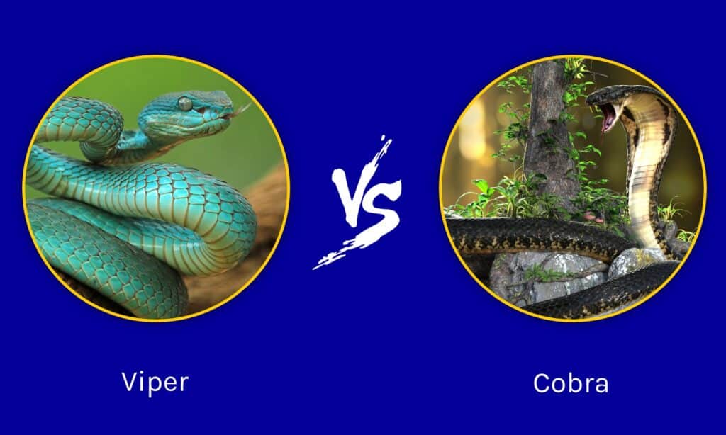 Are Cobras Vipers?