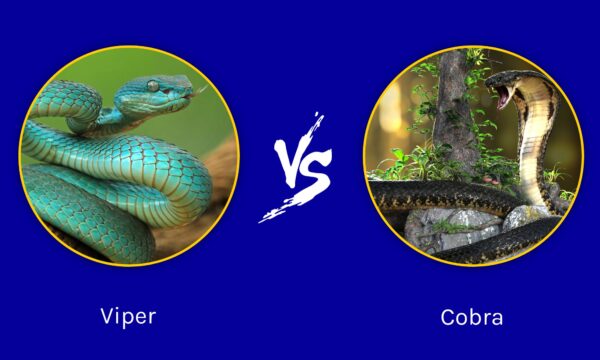 Viper Vs Cobra: What’s The Difference? - A-z Animals