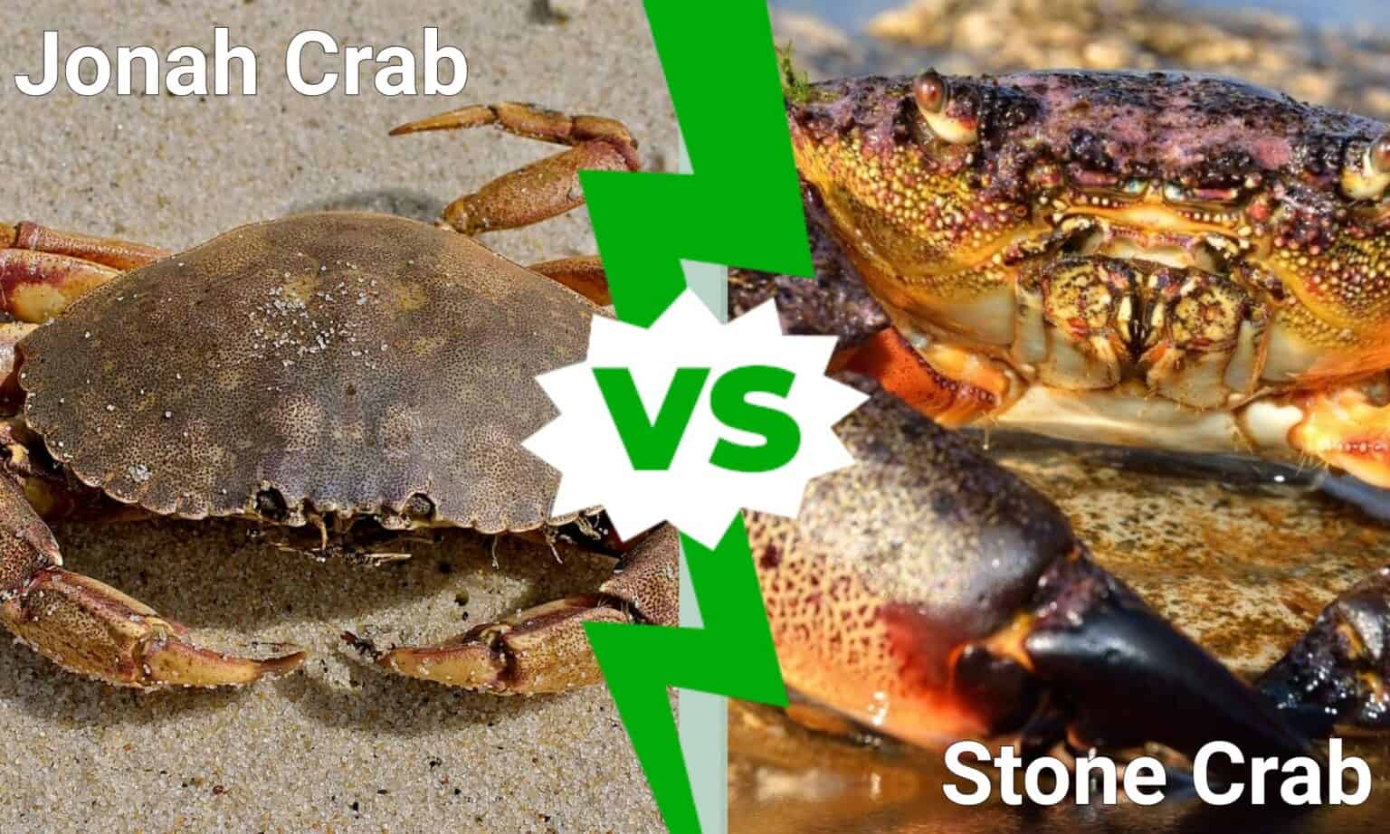 Jonah Crab vs Stone Crab What’s the Difference? AZ Animals