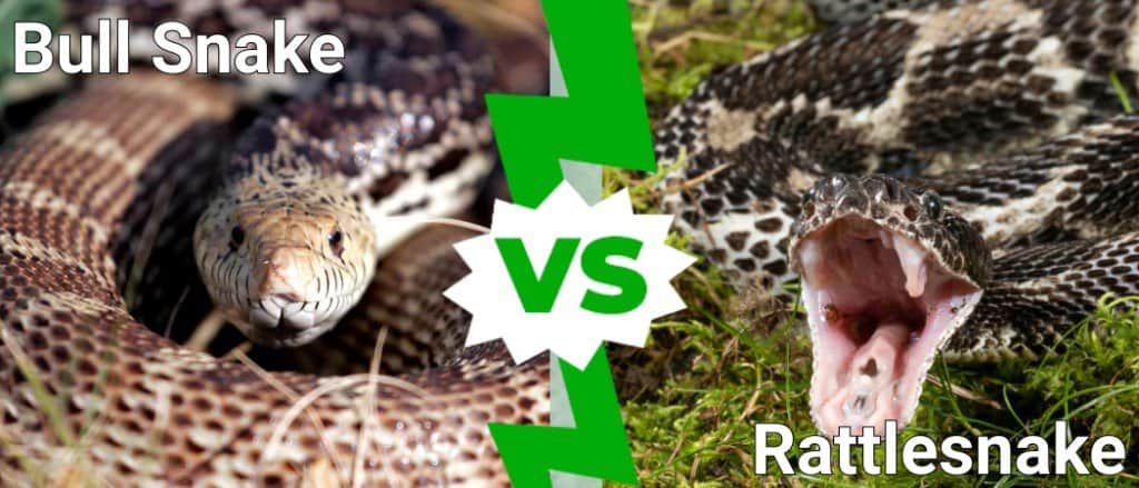 Bull Snake  vs Rattlesnake