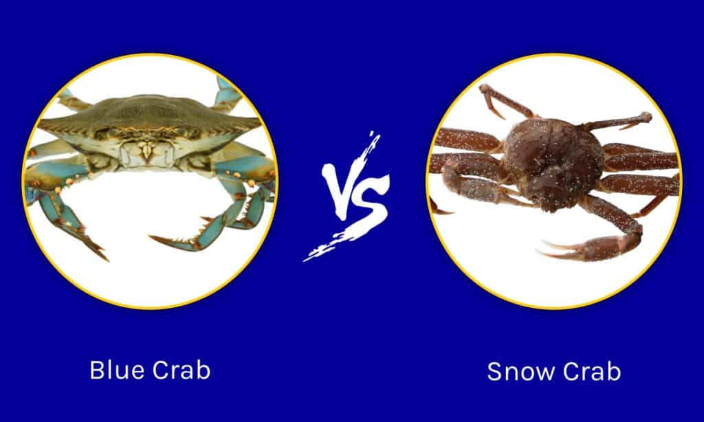 blue crab vs snow crab