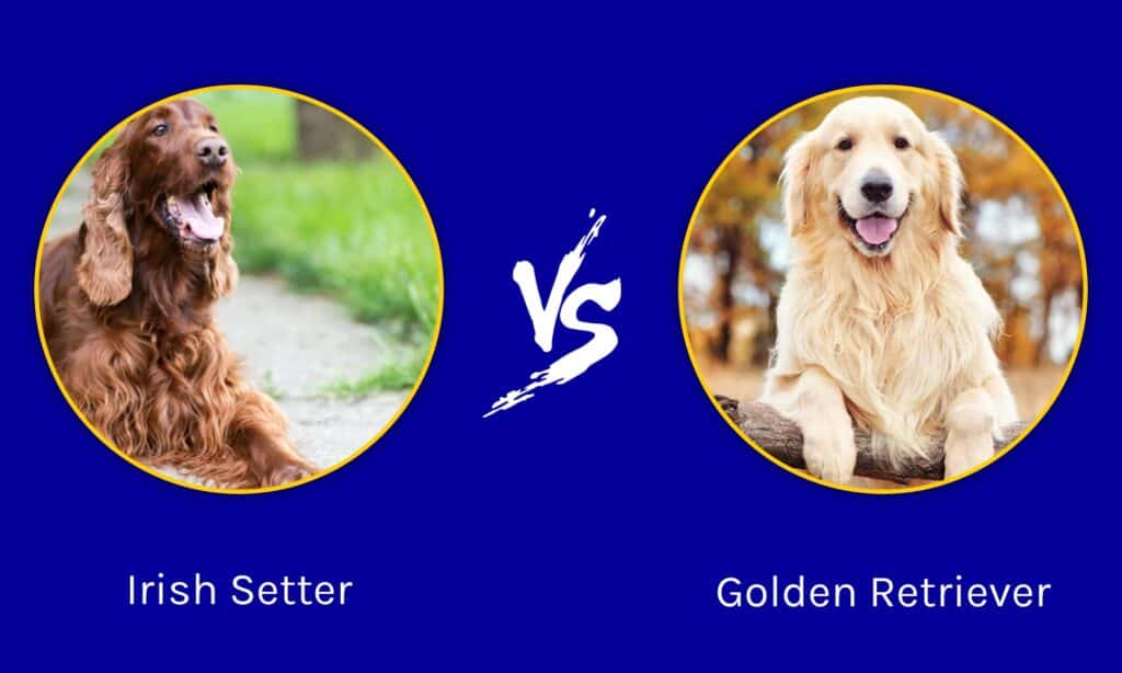 Irish Setter vs Golden Retriever