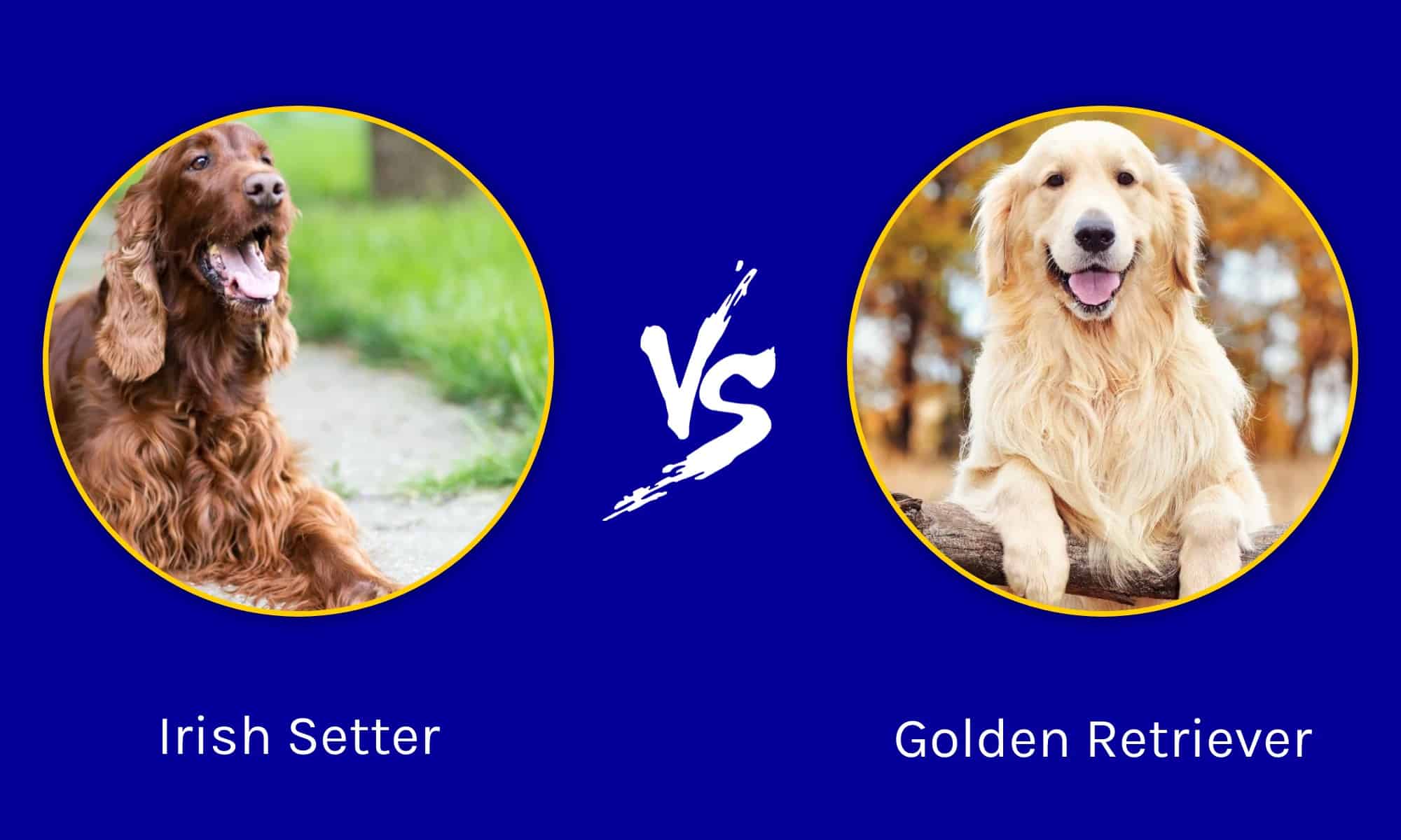 Irish Setter vs Golden Retriever 5 Key Differences AZ Animals