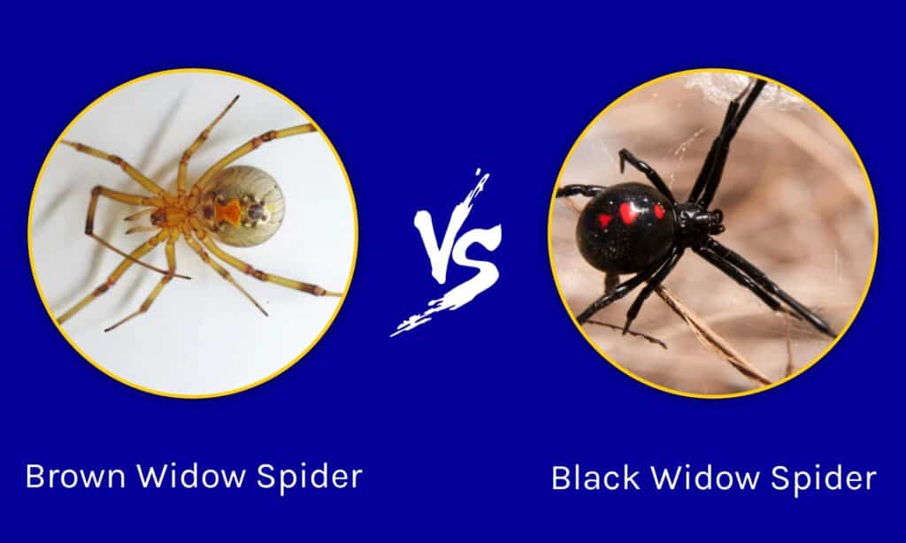 brown widow spider vs black widow spider