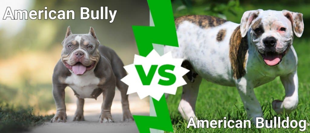 are american bulldogs and pitbulls the same thing