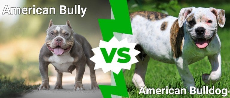 american bully vs american bulldog