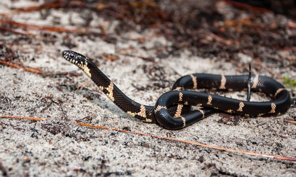 black snake with yellow horizontal stripes