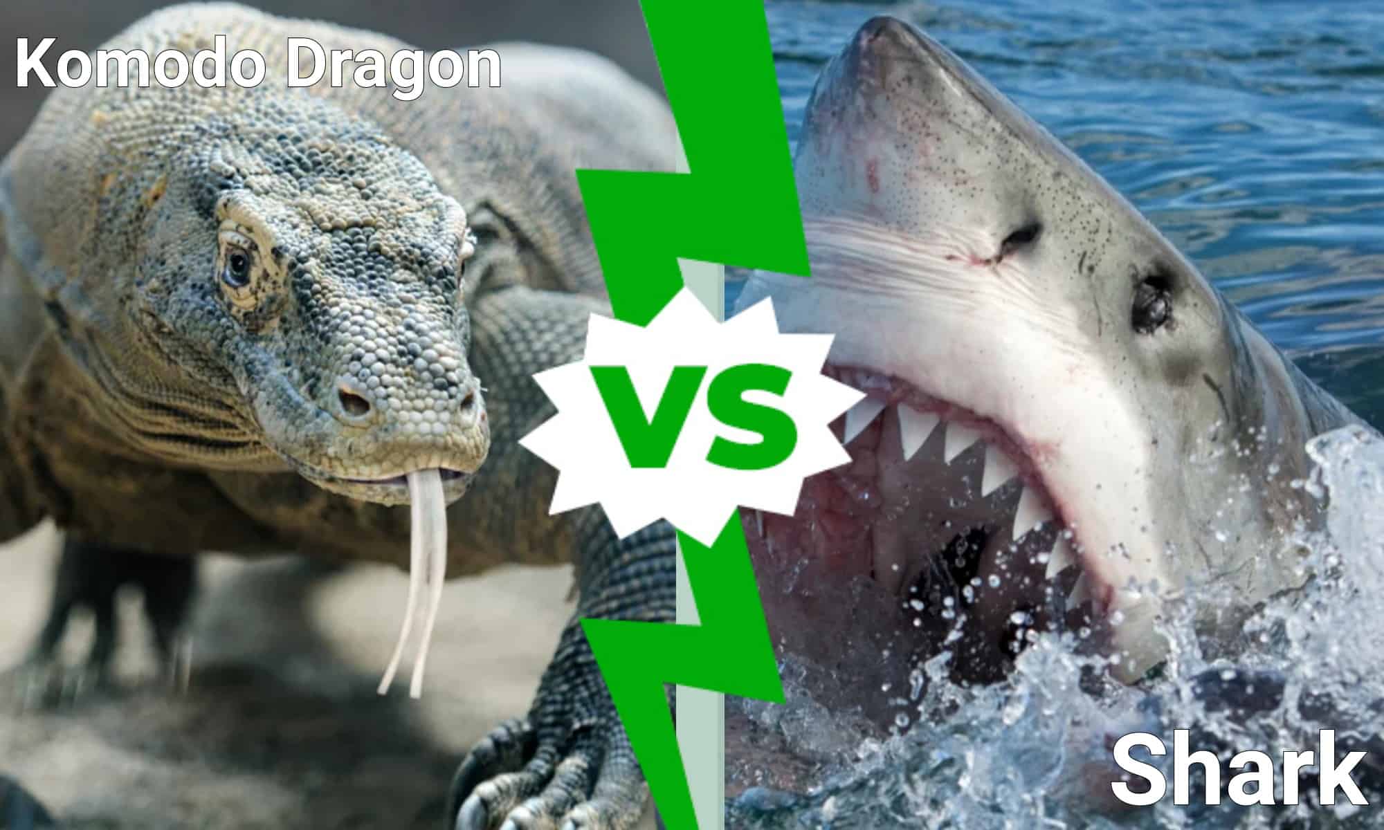 Komodo Dragon vs Shark Who Would Win in a Fight? AZ Animals