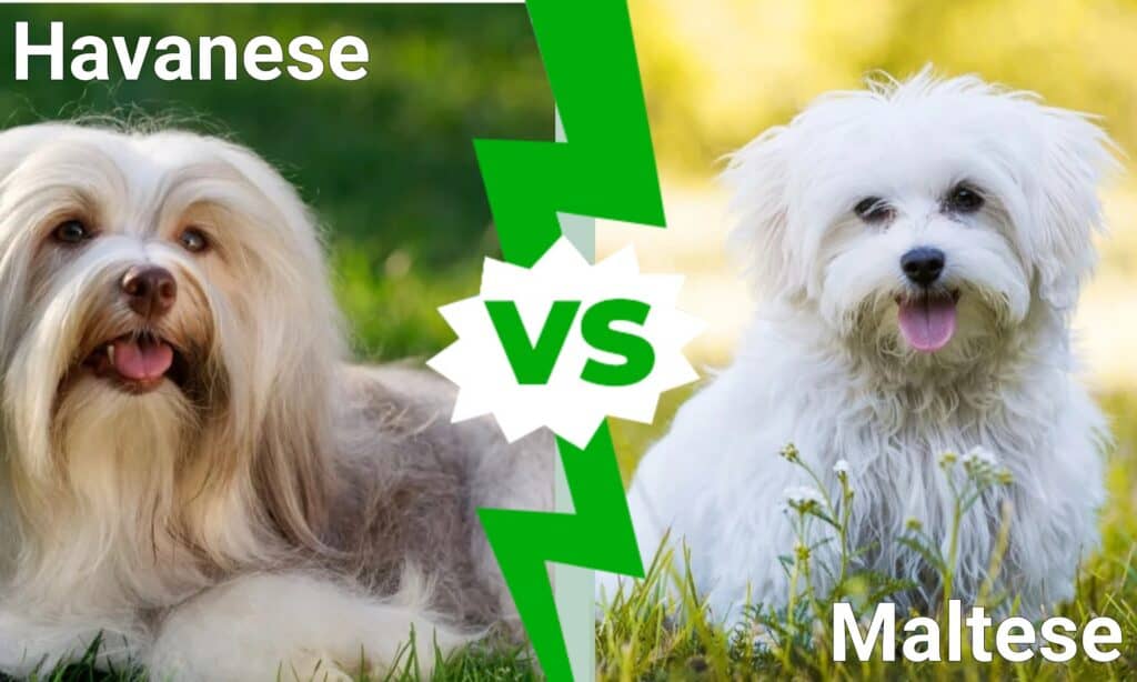 what is the difference between havanese and maltese?