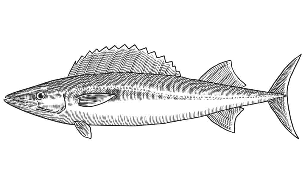 drawing of escolar fish