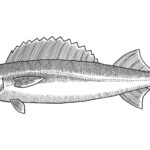 Escolar