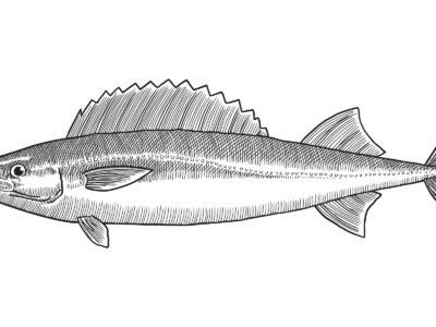 ray-finned fishes articles - Encyclopedia of Life