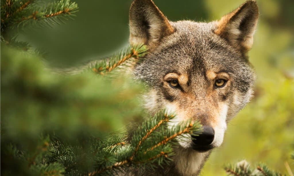 eurasian wolf looking behind a tree