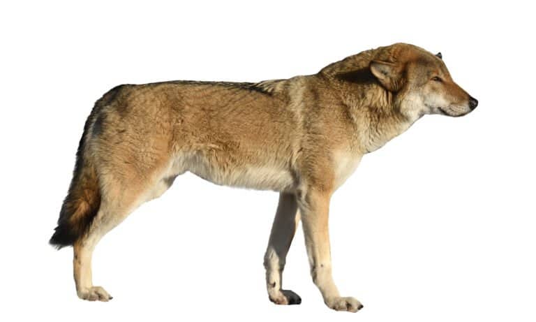 eurasian wolf isolated on white background