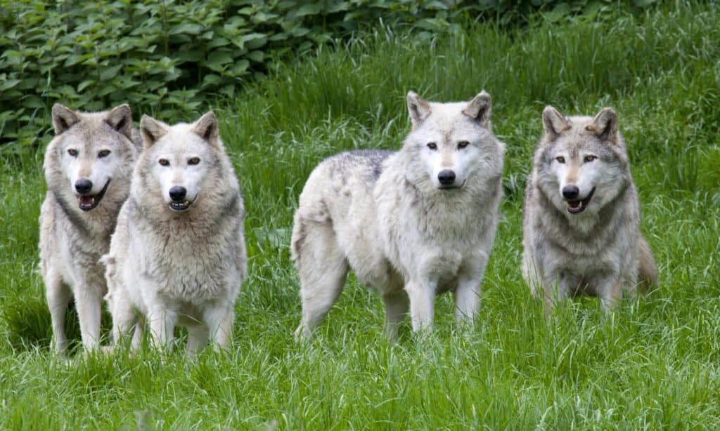 pack of eurasian wolves