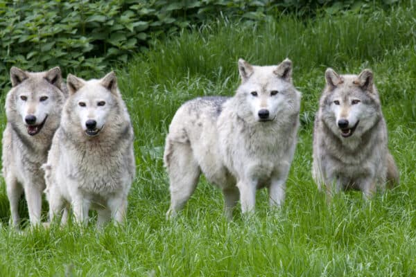 Eurasian wolves travel in packs.