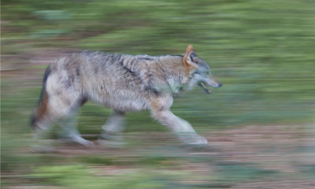 eurasian wolf running