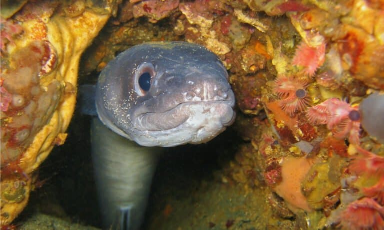 closeup of a European eel peeking out from between rocks