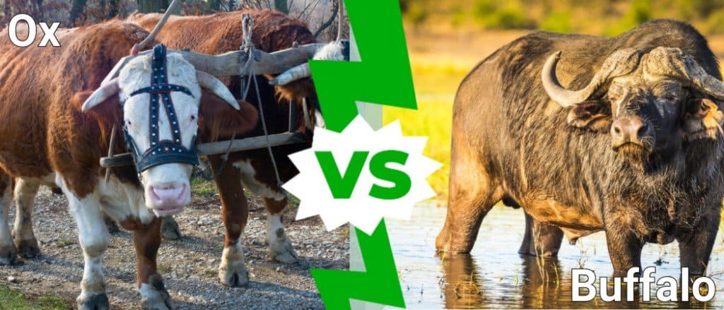 Ox vs Buffalo