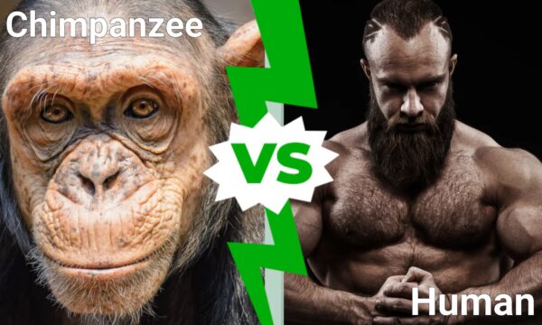 chimpanzee vs human arm wrestling