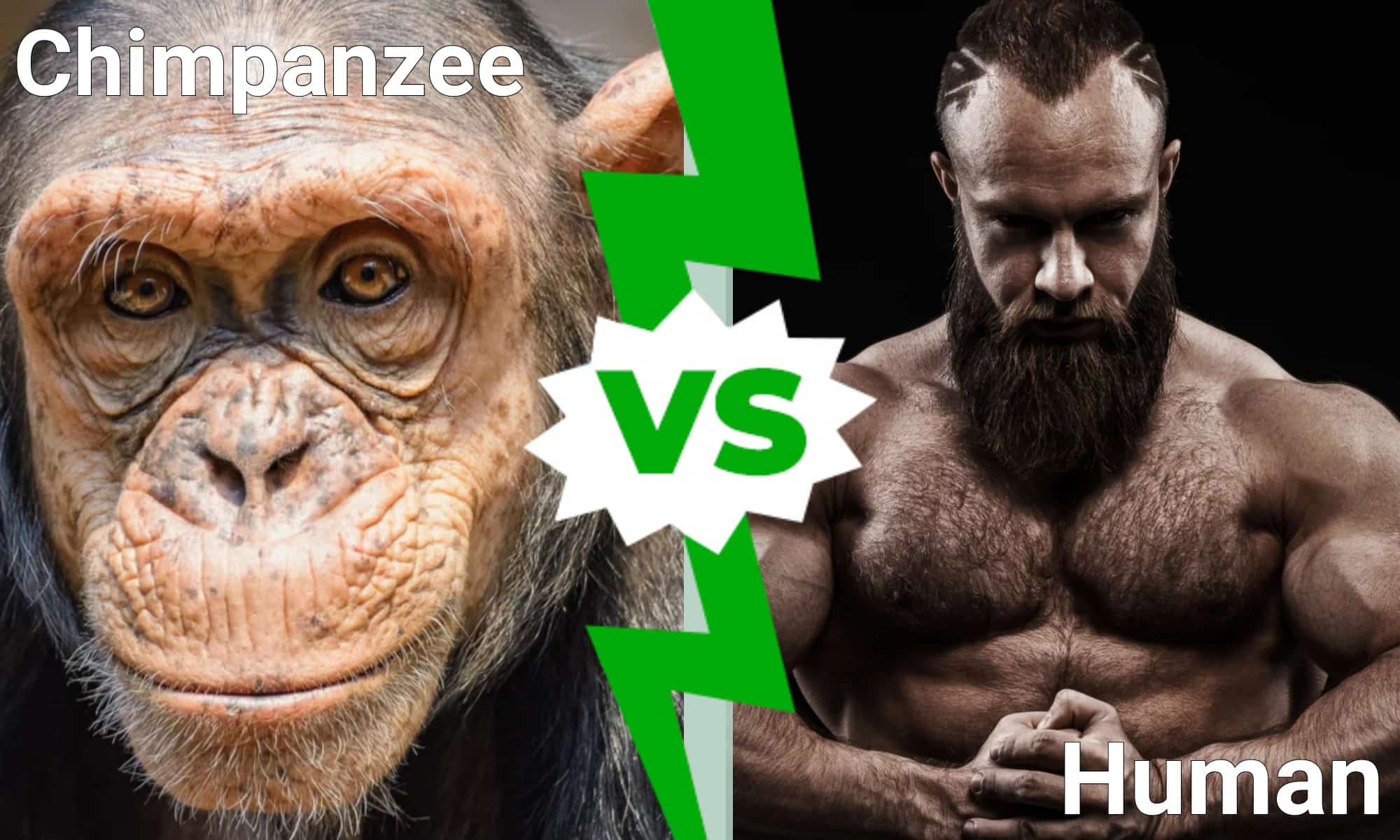 Chimpanzee vs Human: Who Would Win in a Fight? - A-Z Animals