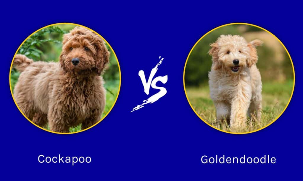 Cockapoo vs Goldendoodle