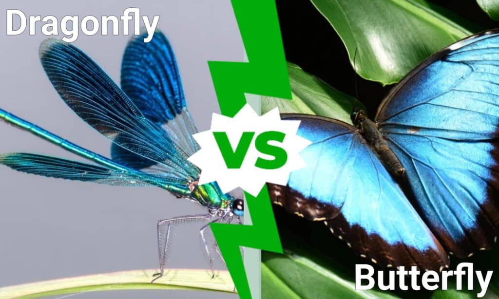 dragonfly vs butterfly