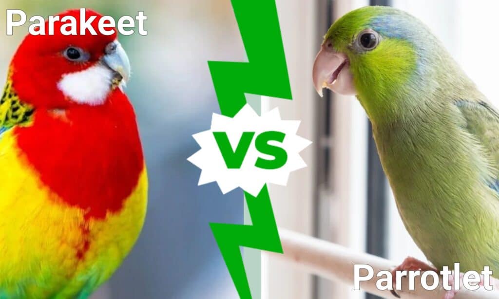 Parakeet vs Parrotlet