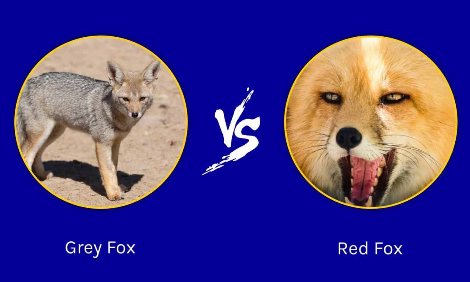 Grey Fox vs Red Fox: What Are The Differences? - A-Z Animals