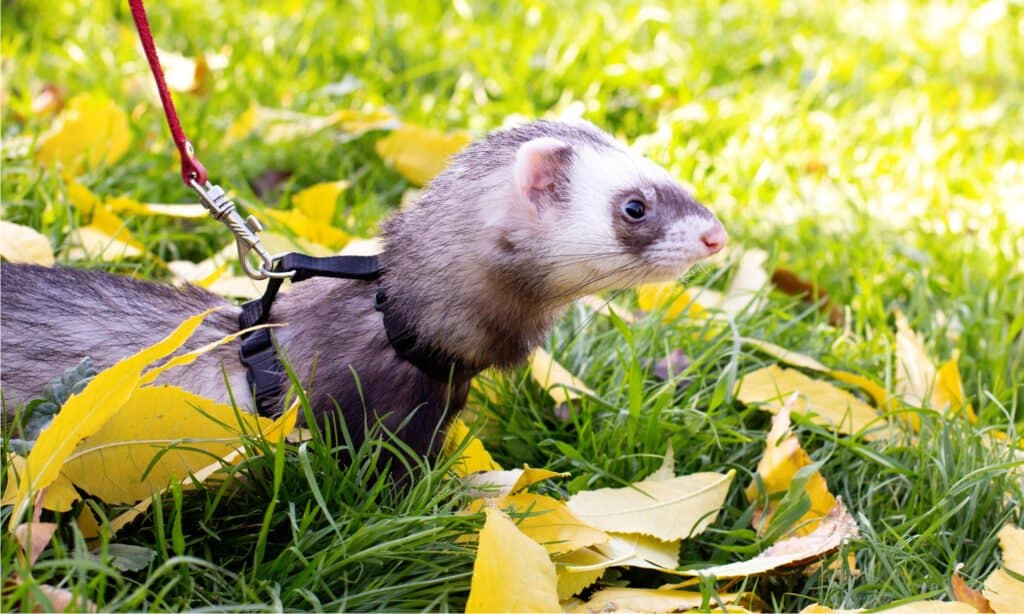 ferret harness