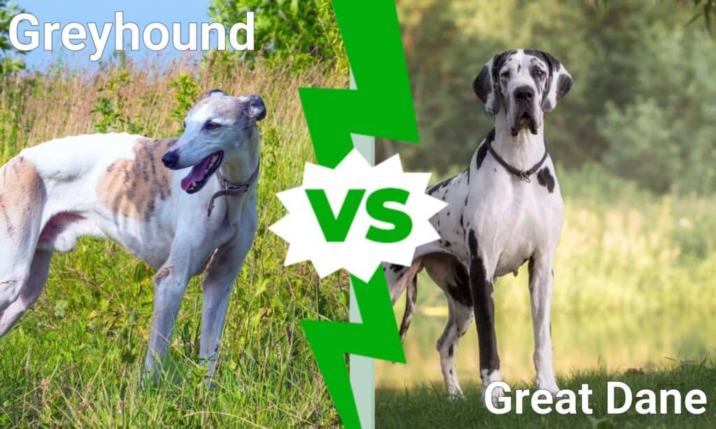 greyhound vs great dane