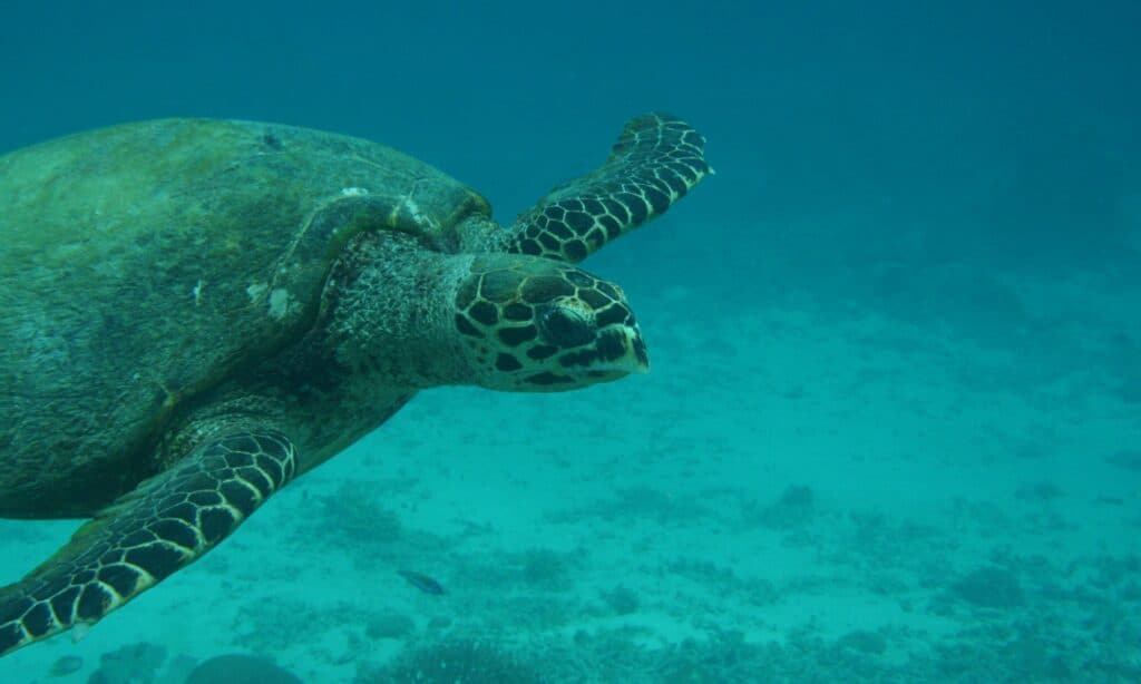 Sea Turtle vs Tortoise