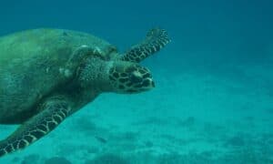 10 Incredible Sea Turtle Facts Picture