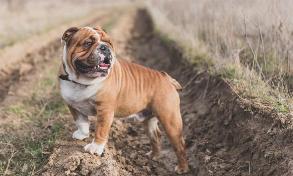 English bulldog