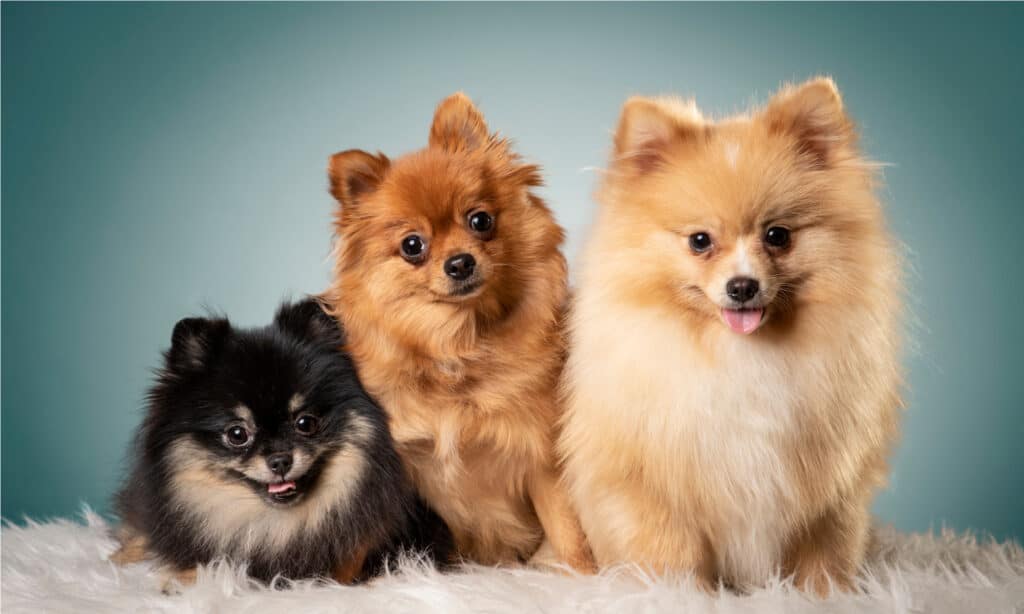 Three Pomeranians of different colors