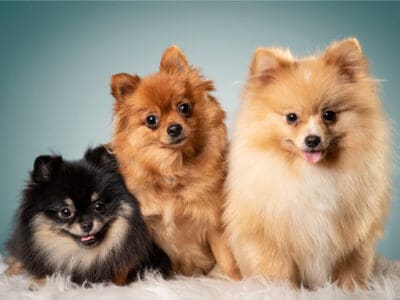 A Pomeranian Teeth: Everything You Need To Know