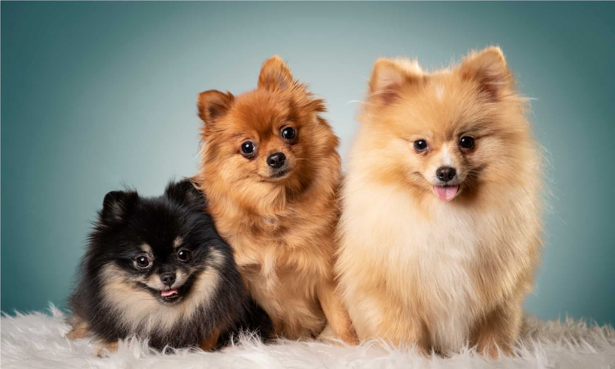 Three Pomeranians of different colors