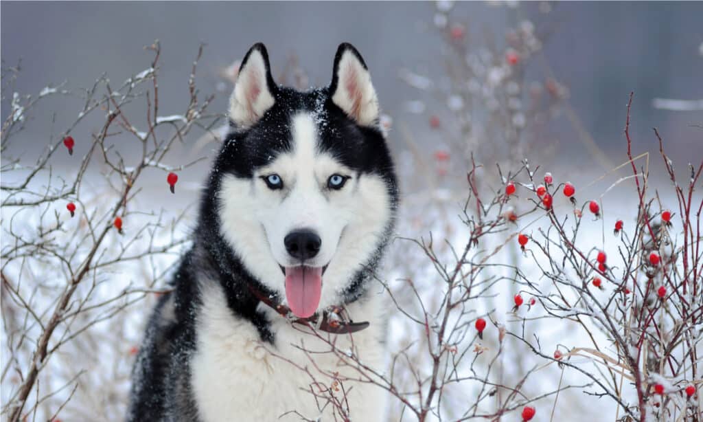 Siberian Husky and Alaskan Klee Kai  Alaskan klee kai, Alaskan klee kai  puppy, Alaskan husky