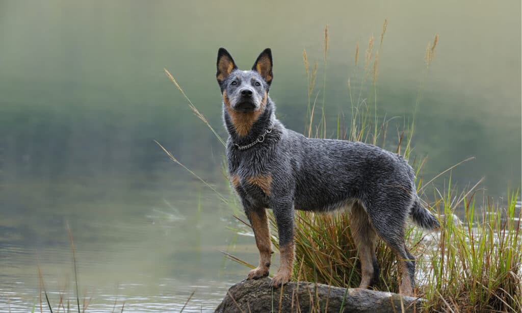 food for blue heelers