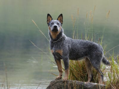 A Catahoula Leopard Dog vs Blue Heeler: What Are Their Differences?
