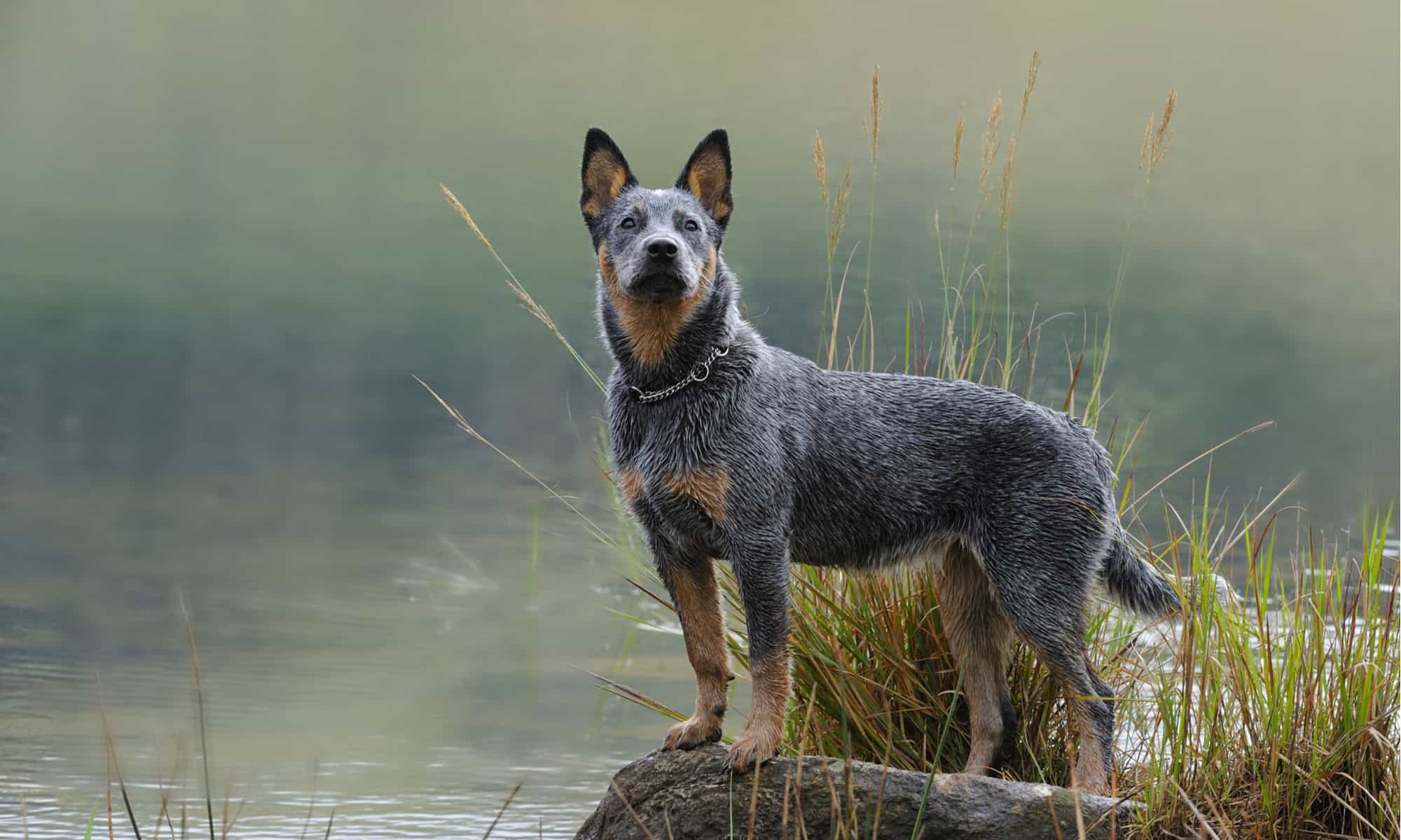 Best dog shop food for heelers