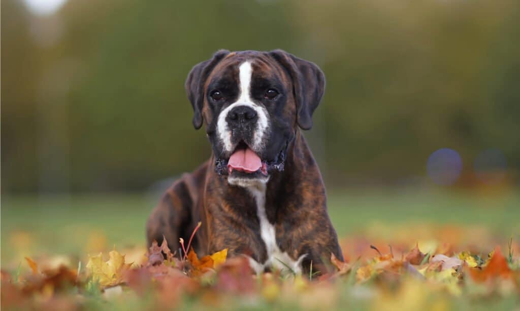 Boxers have a short, single coat and don't shed a lot, requiring very little grooming.