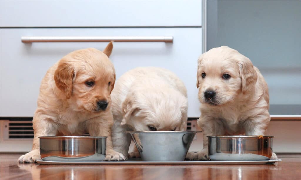 food for golden retrievers