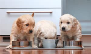 How long does it take a dog to digest food? Picture