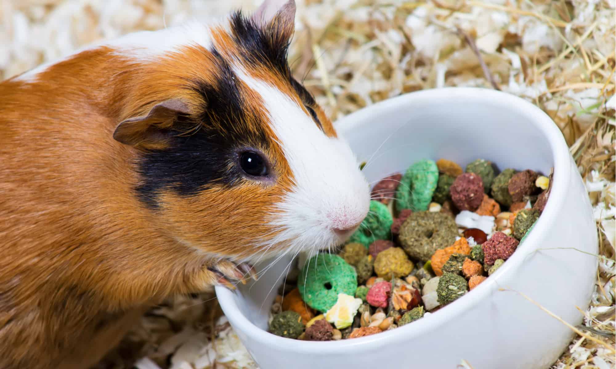 food for guinea pigs
